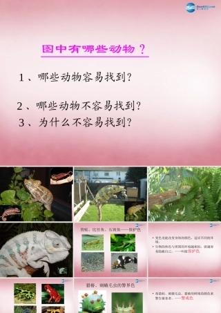 六年级科学上册 第5单元 21 变色龙课件7 青岛版