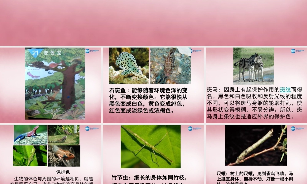 六年级科学上册 第5单元 21 变色龙课件8 青岛版