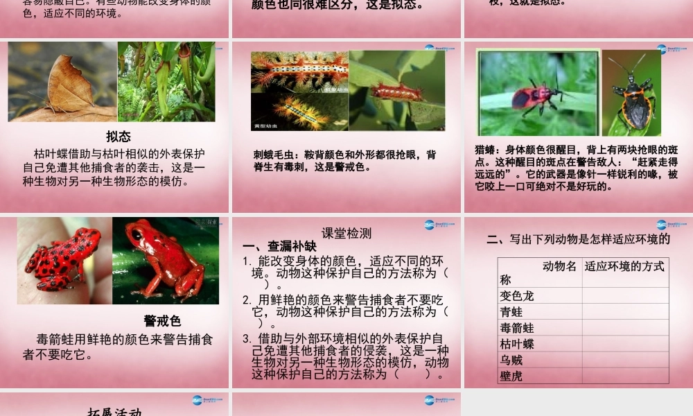 六年级科学上册 第5单元 21 变色龙课件8 青岛版