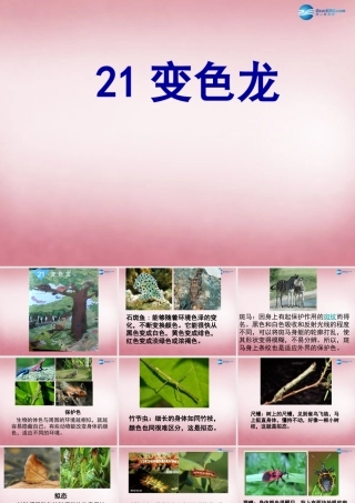 六年级科学上册 第5单元 21 变色龙课件8 青岛版