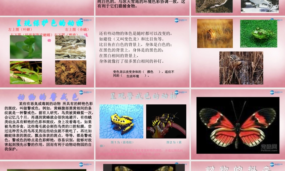 六年级科学上册 第5单元 21 变色龙课件9 青岛版