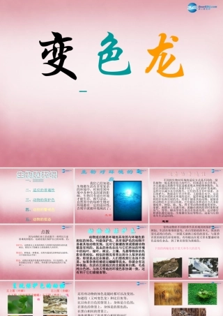 六年级科学上册 第5单元 21 变色龙课件9 青岛版