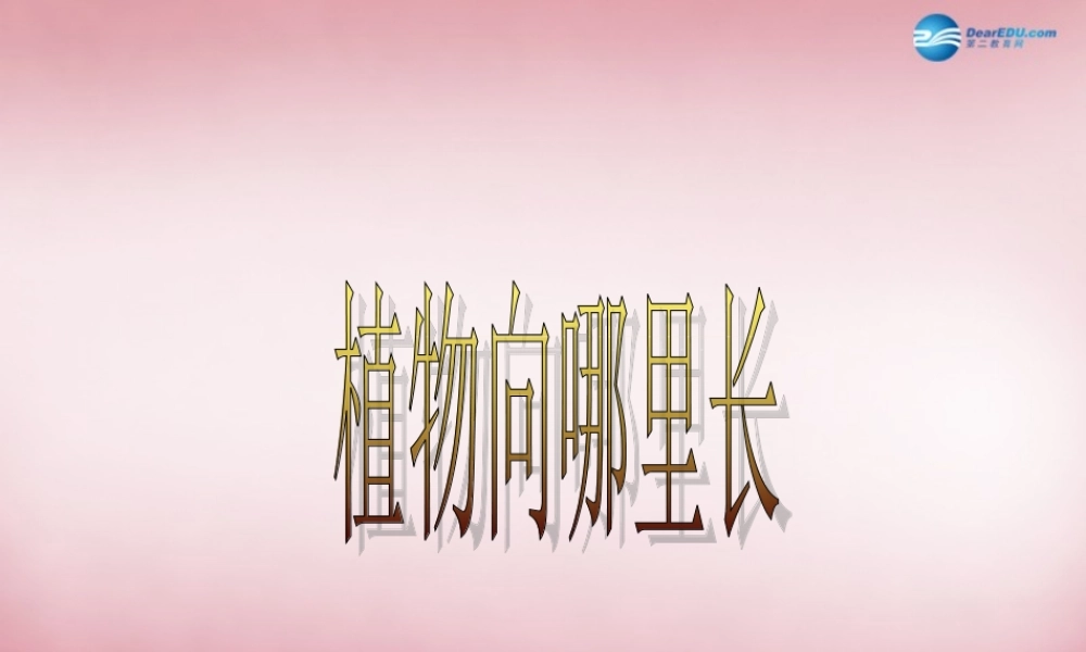六年级科学上册 第5单元 22 植物向哪里生长课件1 青岛版
