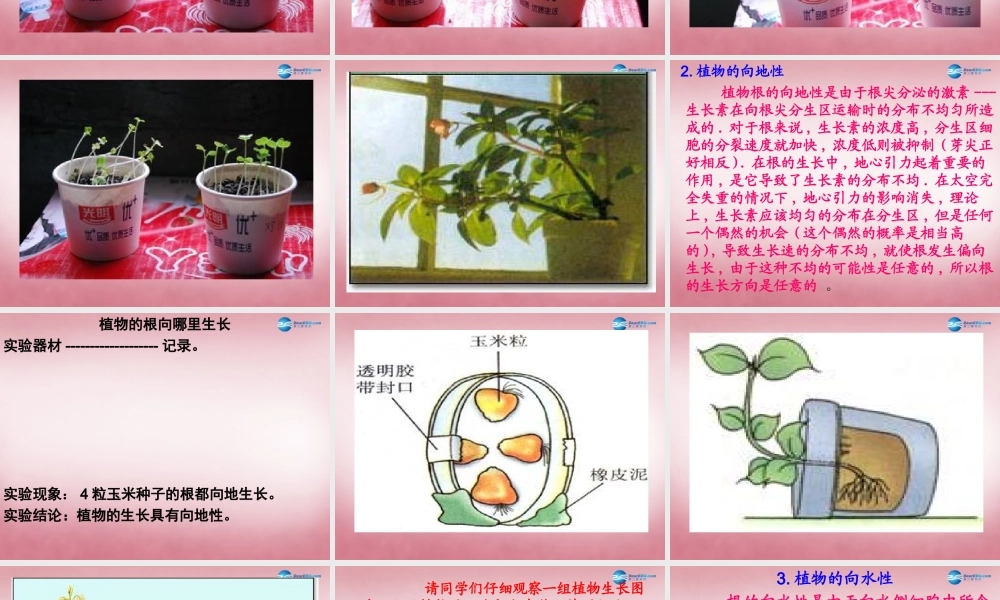 六年级科学上册 第5单元 22 植物向哪里生长课件2 青岛版