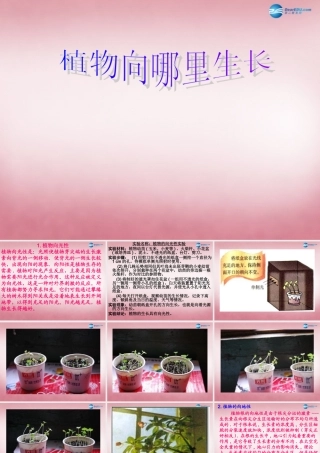 六年级科学上册 第5单元 22 植物向哪里生长课件2 青岛版