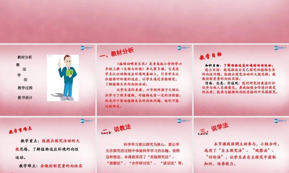 六年级科学上册 第5单元 22 植物向哪里生长说课课件 青岛版