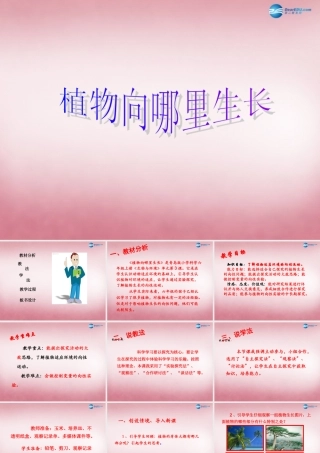 六年级科学上册 第5单元 22 植物向哪里生长说课课件 青岛版