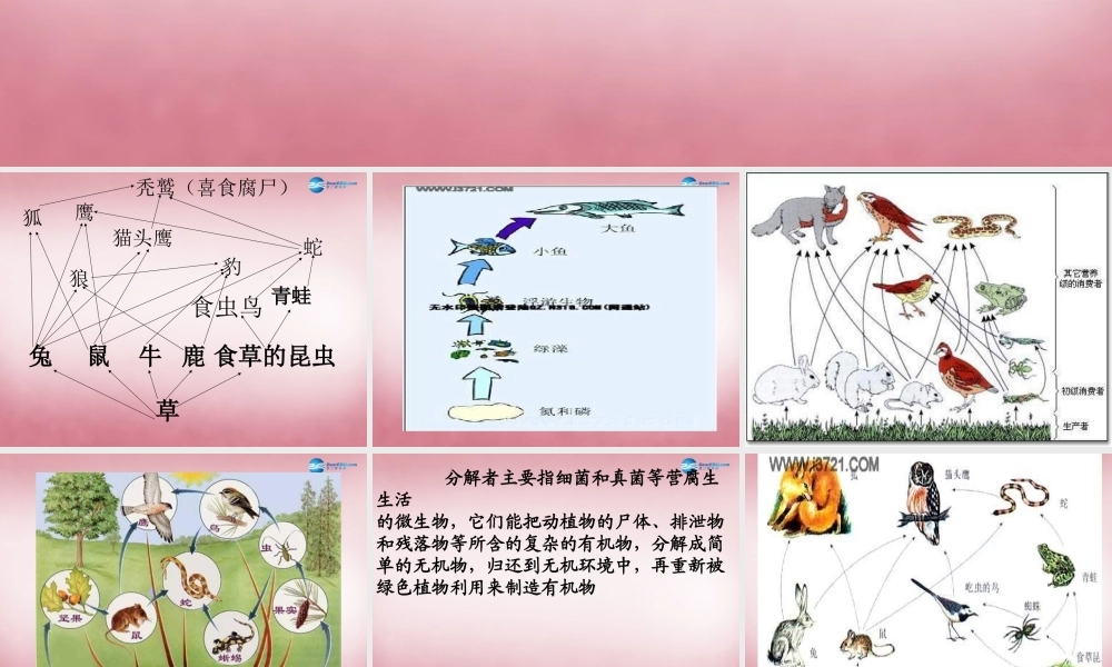 六年级科学上册 第5单元 23 密切联系的生物界课件2 青岛版