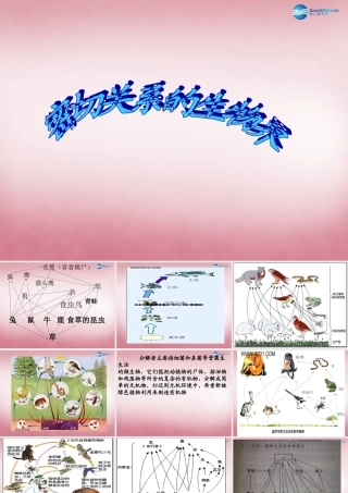 六年级科学上册 第5单元 23 密切联系的生物界课件2 青岛版