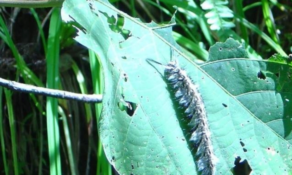 六年级科学上册 第5单元 23 密切联系的生物界课件3 青岛版