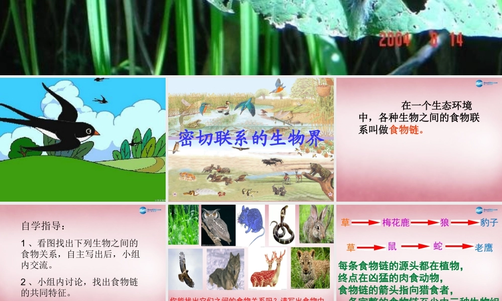 六年级科学上册 第5单元 23 密切联系的生物界课件3 青岛版