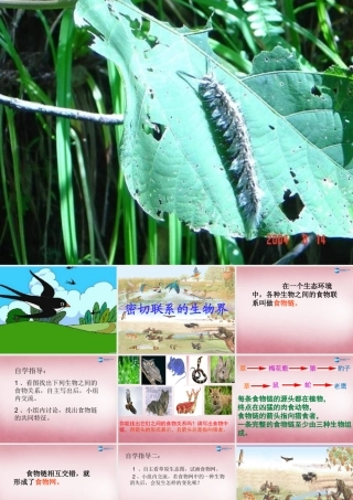 六年级科学上册 第5单元 23 密切联系的生物界课件3 青岛版