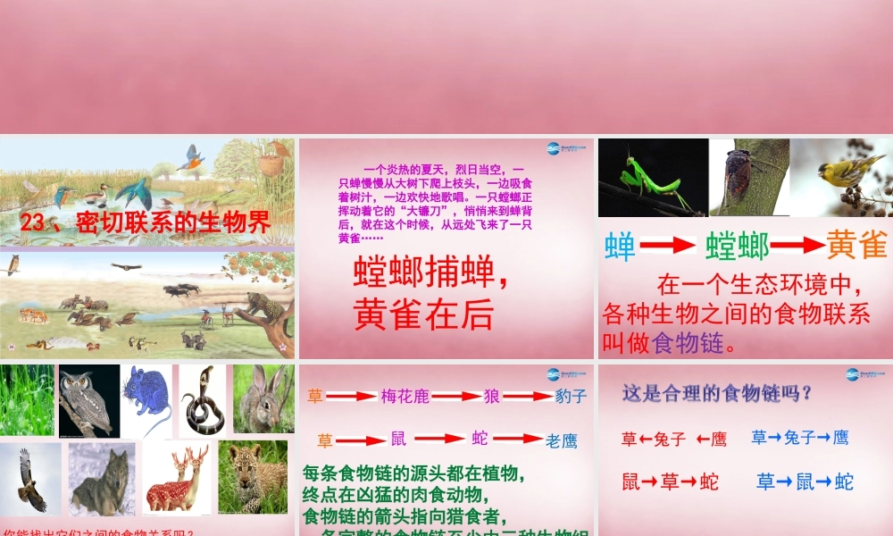 六年级科学上册 第5单元 23 密切联系的生物界课件4 青岛版