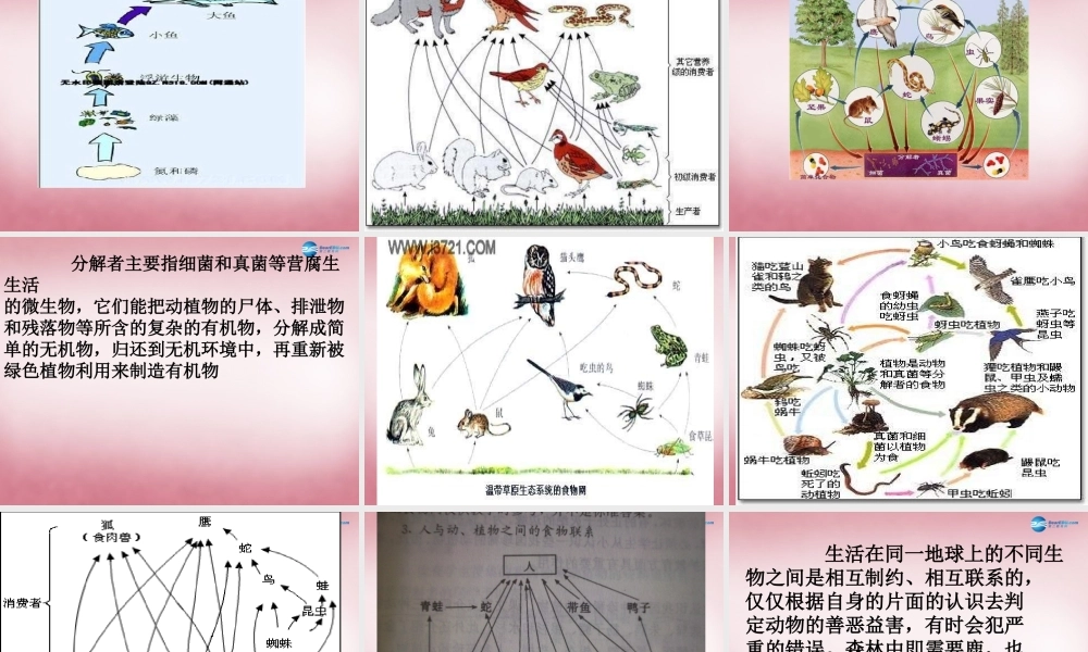 六年级科学上册 第5单元 23 密切联系的生物界课件4 青岛版