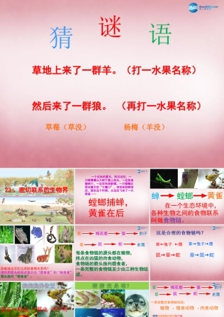 六年级科学上册 第5单元 23 密切联系的生物界课件4 青岛版