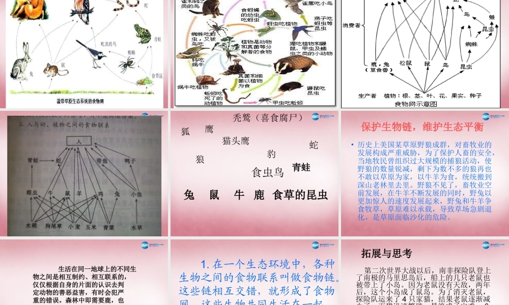 六年级科学上册 第5单元 23 密切联系的生物界课件5 青岛版