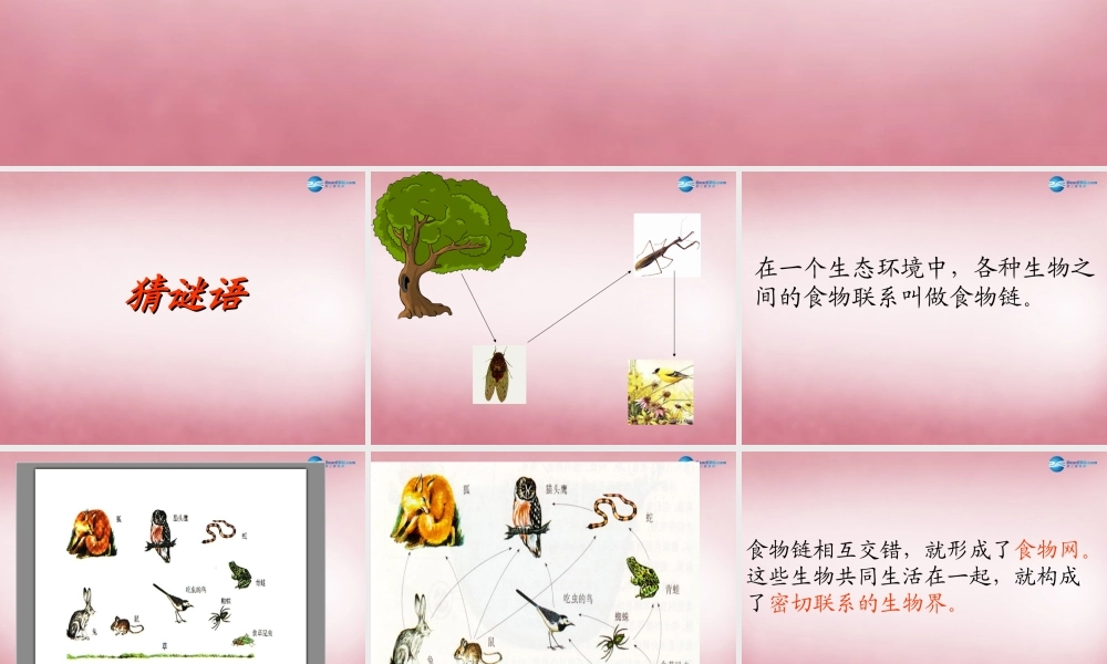 六年级科学上册 第5单元 23 密切联系的生物界课件6 青岛版