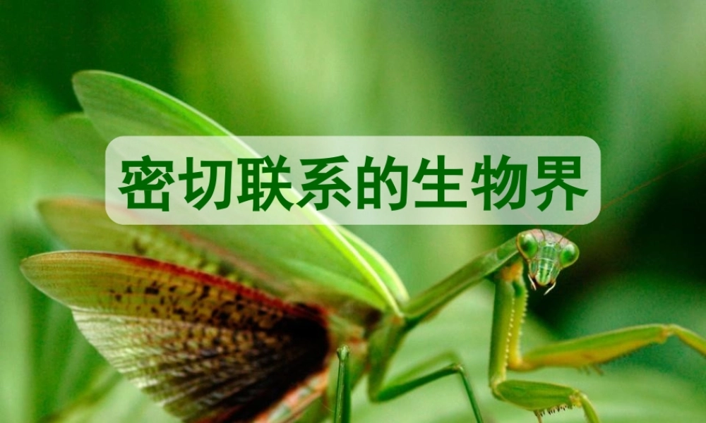 六年级科学上册 第5单元 23 密切联系的生物界课件7 青岛版