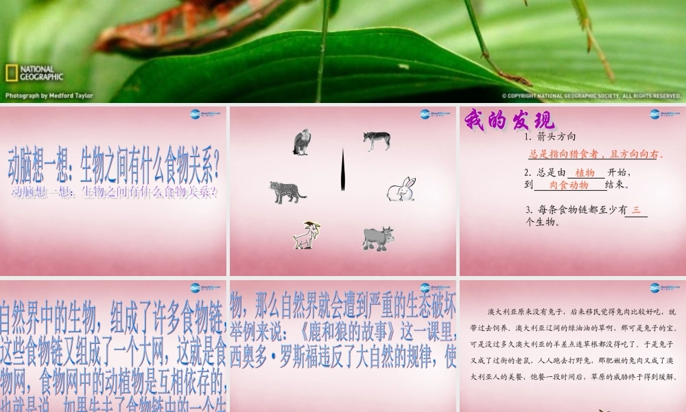 六年级科学上册 第5单元 23 密切联系的生物界课件7 青岛版