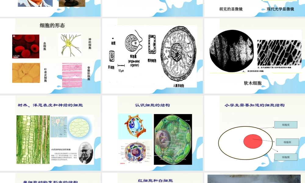 六年级科学上册 搭建生命体的积木课件1 苏教版