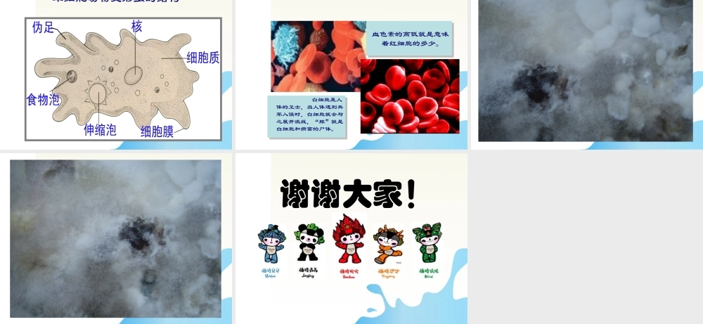 六年级科学上册 搭建生命体的积木课件1 苏教版