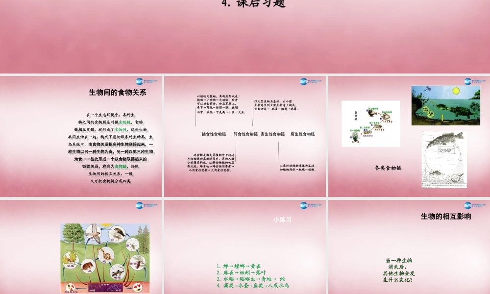 六年级科学上册 第5单元 23 密切联系的生物界课件9 青岛版