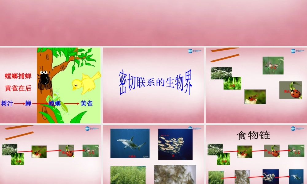 六年级科学上册 第5单元 23 密切联系的生物界课件10 青岛版