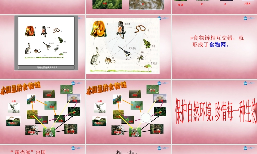 六年级科学上册 第5单元 23 密切联系的生物界课件10 青岛版