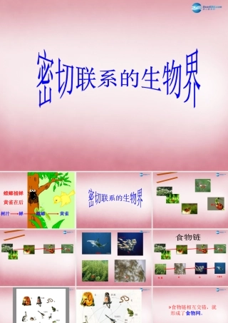 六年级科学上册 第5单元 23 密切联系的生物界课件10 青岛版