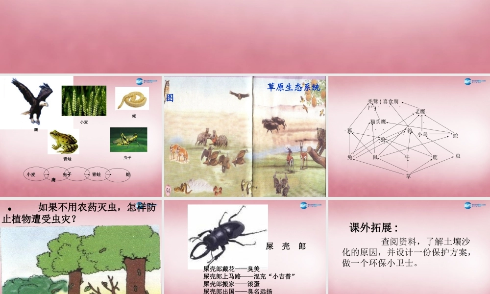 六年级科学上册 第5单元 23 密切联系的生物界课件11 青岛版