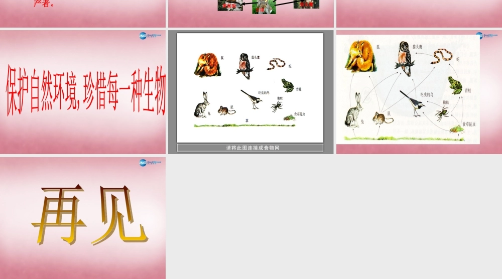 六年级科学上册 第5单元 23 密切联系的生物界课件12 青岛版