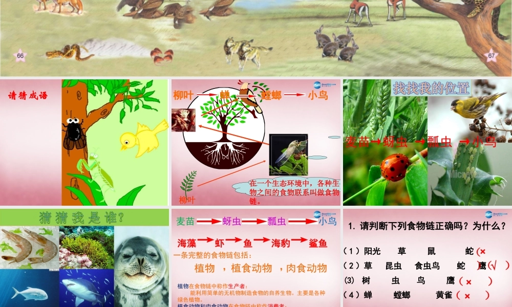 六年级科学上册 第5单元 23 密切联系的生物界课件13 青岛版