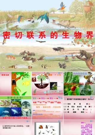 六年级科学上册 第5单元 23 密切联系的生物界课件13 青岛版