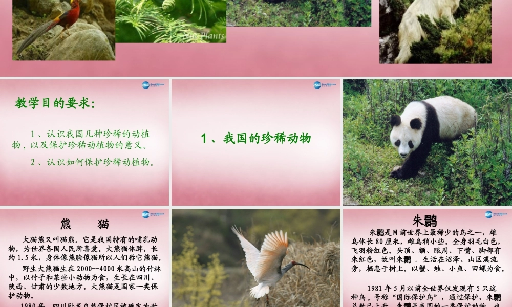 六年级科学上册 第5单元 24 珍稀动植物课件1 青岛版