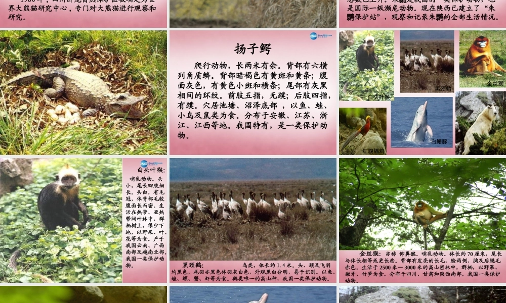 六年级科学上册 第5单元 24 珍稀动植物课件1 青岛版