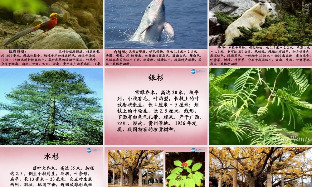 六年级科学上册 第5单元 24 珍稀动植物课件1 青岛版