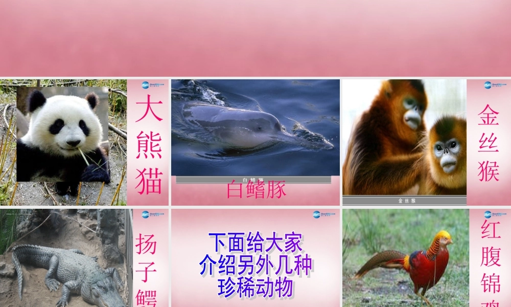 六年级科学上册 第5单元 24 珍稀动植物课件2 青岛版