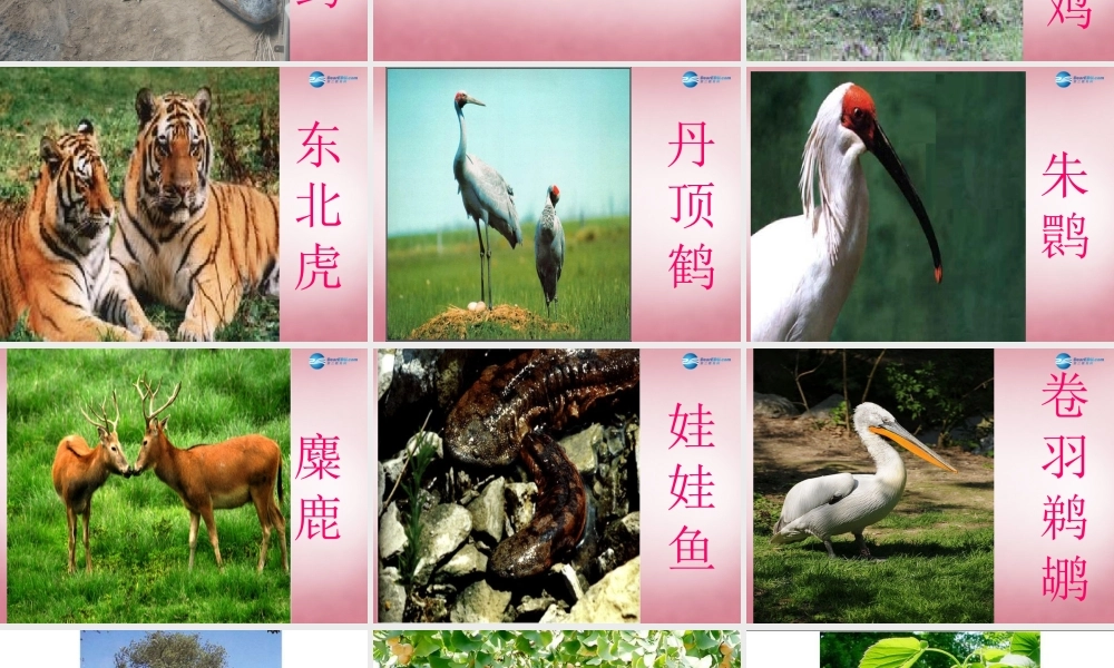 六年级科学上册 第5单元 24 珍稀动植物课件2 青岛版