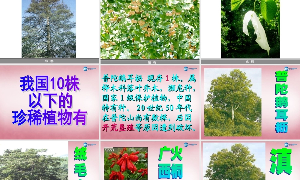 六年级科学上册 第5单元 24 珍稀动植物课件2 青岛版