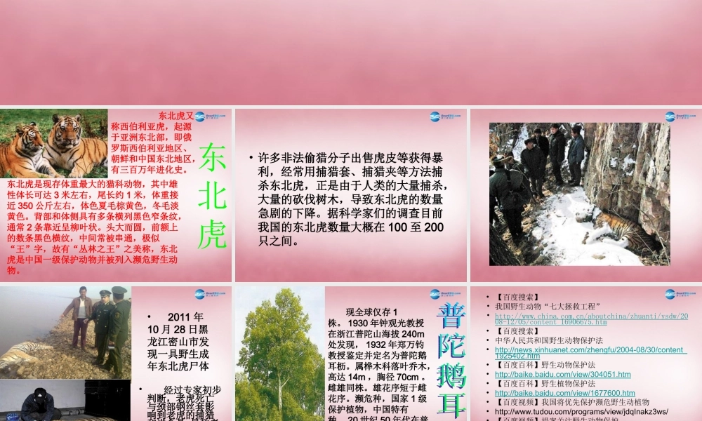 六年级科学上册 第5单元 24 珍稀动植物课件3 青岛版