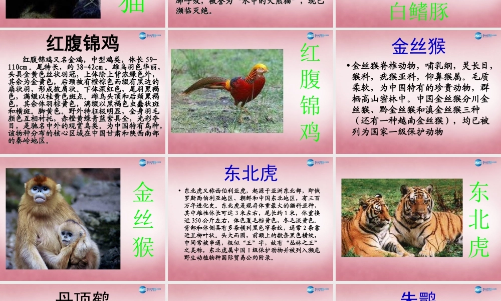 六年级科学上册 第5单元 24 珍稀动植物课件4 青岛版