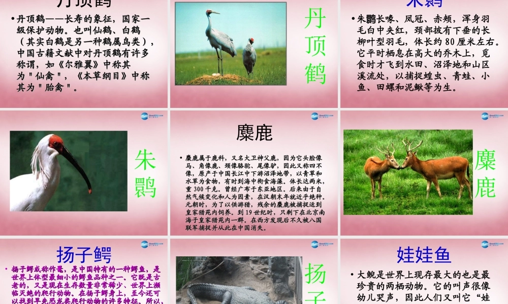 六年级科学上册 第5单元 24 珍稀动植物课件4 青岛版