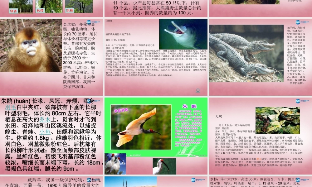 六年级科学上册 第5单元 24 珍稀动植物课件5 青岛版