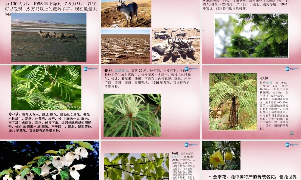 六年级科学上册 第5单元 24 珍稀动植物课件5 青岛版