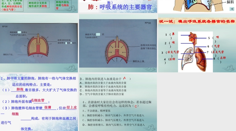 六年级科学下册 第7章 空气与生命 7.4 动植物与大气间的气体交换 人类的呼吸教学课件 牛津上海版-牛津上海版小学六年级下册自然科学课件