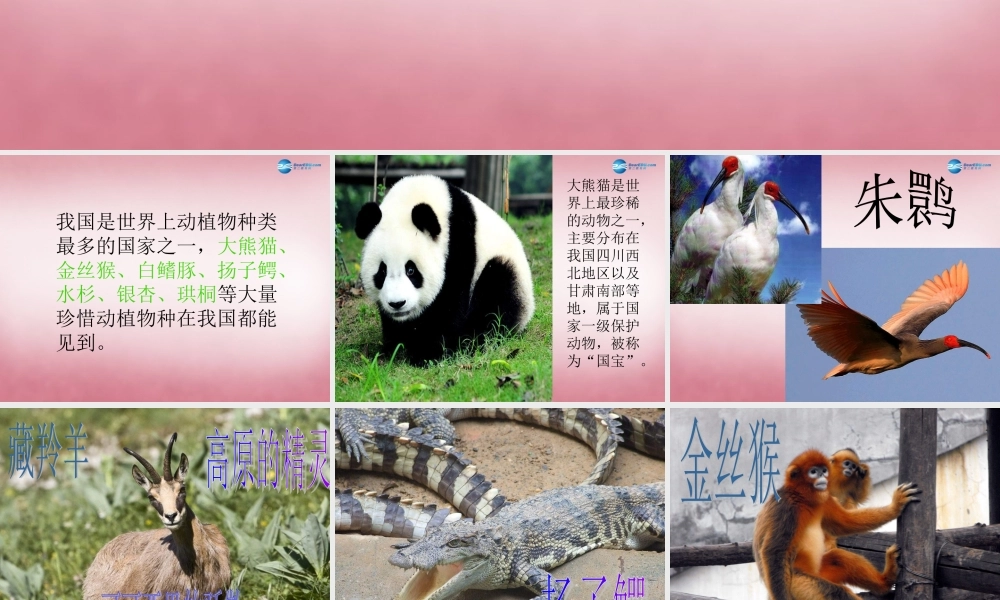 六年级科学上册 第5单元 24 珍稀动植物课件6 青岛版