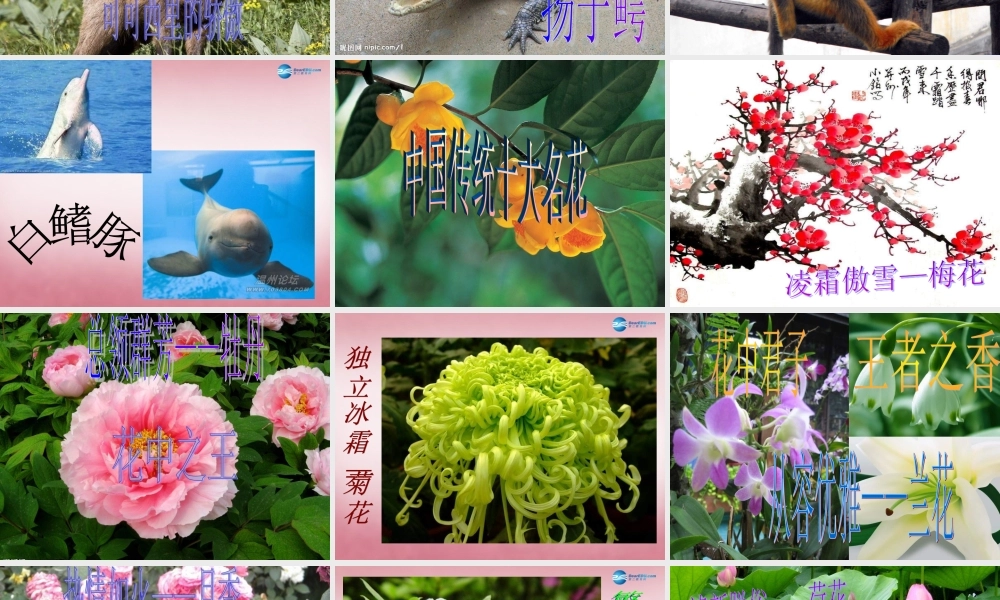 六年级科学上册 第5单元 24 珍稀动植物课件6 青岛版