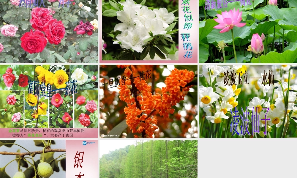 六年级科学上册 第5单元 24 珍稀动植物课件6 青岛版