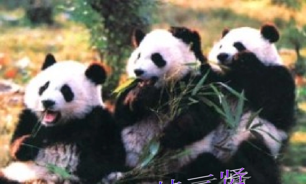 六年级科学上册 第5单元 24 珍稀动植物课件7 青岛版