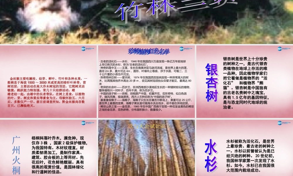 六年级科学上册 第5单元 24 珍稀动植物课件7 青岛版